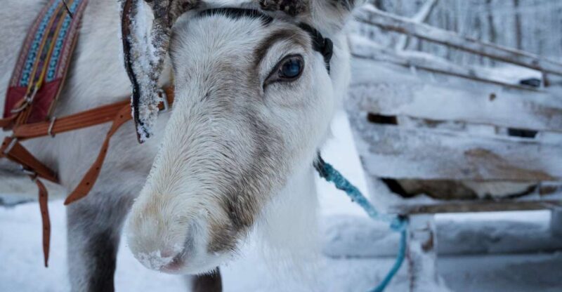 Levi: Reindeer and Husky Taster - The Itinerary in Detail