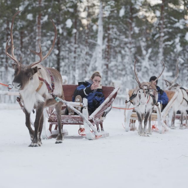 Levi: Reindeer and Husky Taster - Value and Price Analysis