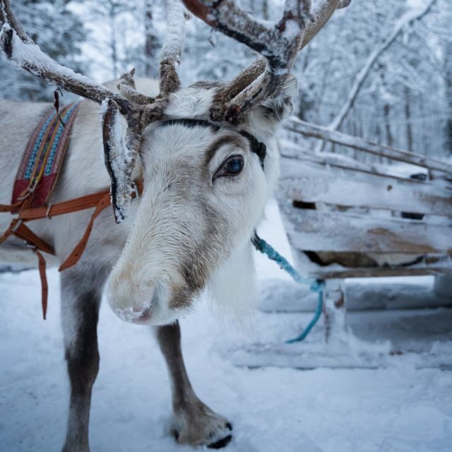 Levi: Reindeer and Husky Taster - Authenticity and Guest Experiences