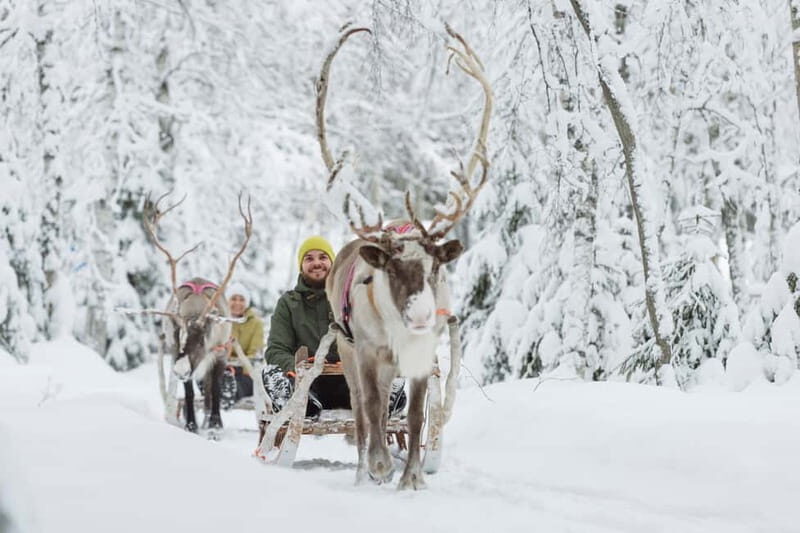 Levi: Reindeer Experience with Sled Ride - An In-Depth Look at the Levi Reindeer Experience