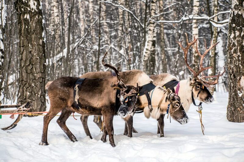 levi-reindeer-farm-visit-sled-ride