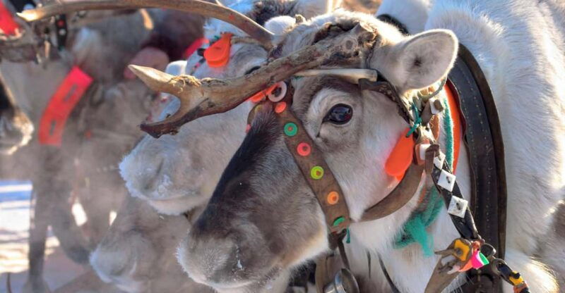 levi-reindeer-sleigh-ride-tour-in-snowy-forest