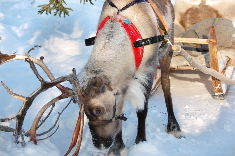 levi-reindeer-sleigh-ride-tour-in-snowy-forest