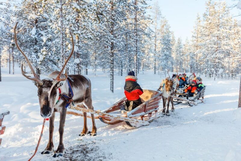 levi-reindeer-sleigh-ride-tour-in-snowy-forest