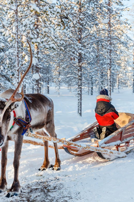 levi-reindeer-sleigh-ride-tour-in-snowy-forest