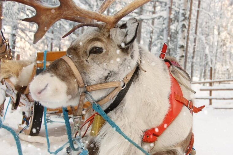 levi-reindeer-sleigh-ride-tour-in-snowy-forest