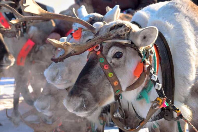 levi-reindeer-sleigh-ride-tour-in-snowy-forest