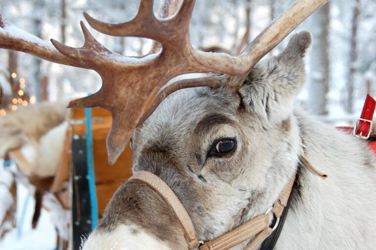 levi-reindeer-sleigh-ride-tour-in-snowy-forest