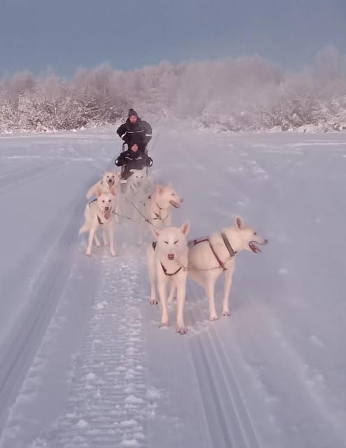 levi-self-drive-2-km-husky-sledding-experience