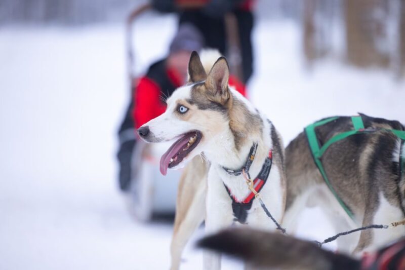 Levi: Self-Drive Guided Husky Tour - Key Points
