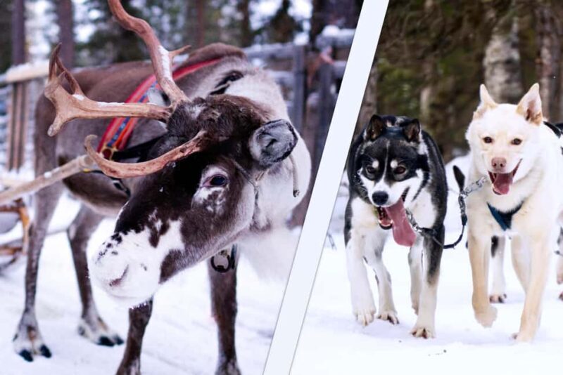 Levi: Winter Wilderness Husky & Reindeer Safari Combo Tour - Key Points