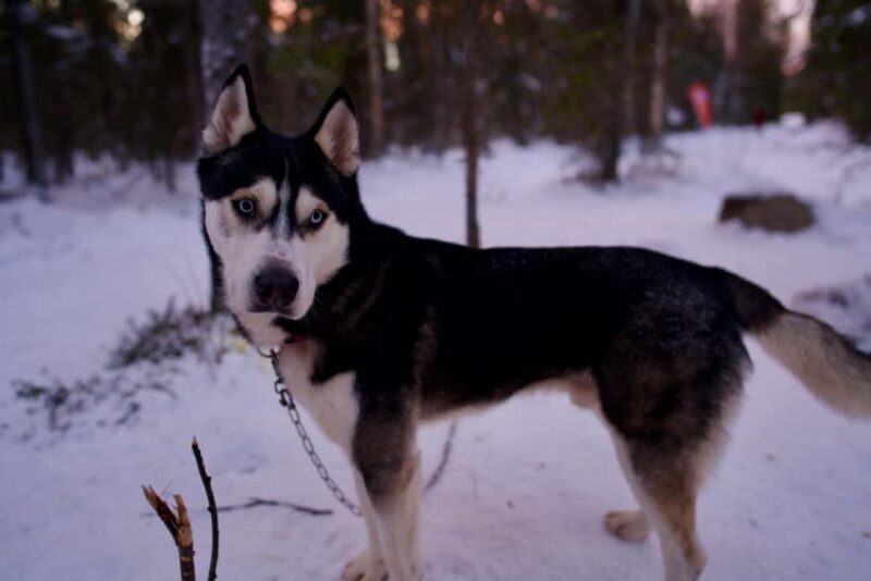 Levi: Winter Wilderness Husky & Reindeer Safari Combo Tour - Exploring the Arctic in Style: What to Expect on This Tour