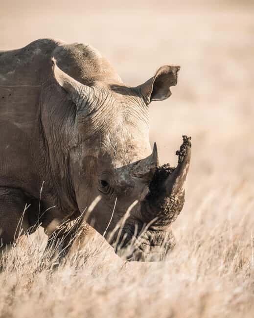 Lewa Wildlife Conservancy: 3-Day Private Safari Adventure - Practical Tips for Your Safari