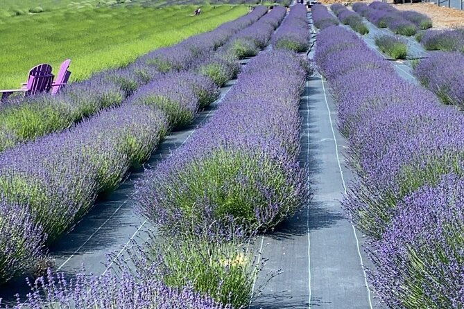 lewin-farms-lavender-by-the-bay-and-tanger-outlets-full-day-tour