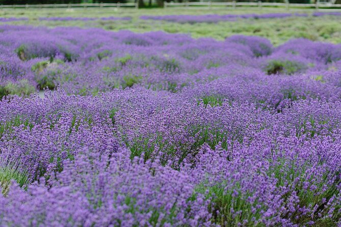 lewin-farms-lavender-by-the-bay-and-tanger-outlets-full-day-tour