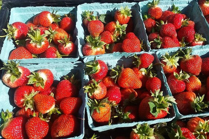 lewin-farms-lavender-by-the-bay-and-tanger-outlets-full-day-tour