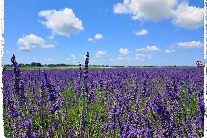 lewin-farms-lavender-by-the-bay-and-tanger-outlets-full-day-tour