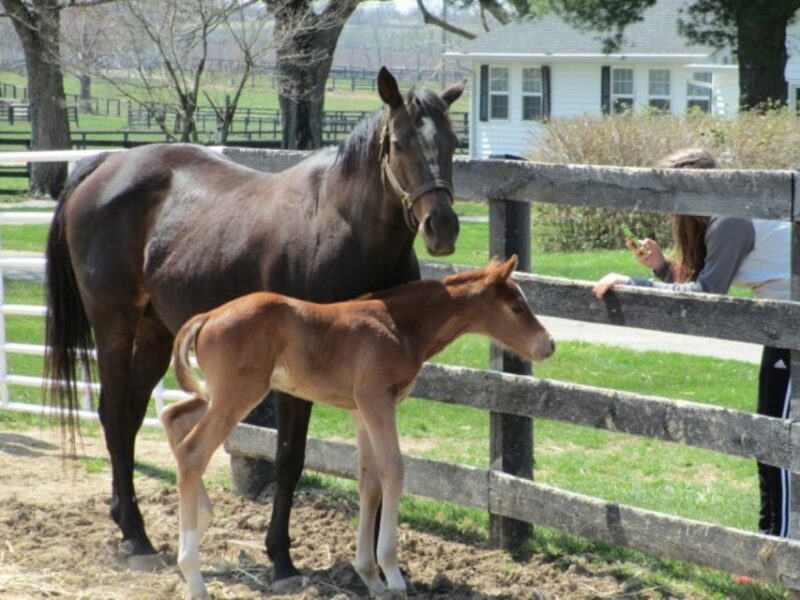 Lexington: Thoroughbred Horse Farm Tour and Scenic Bluegrass - What to Expect from the Lexington Thoroughbred Horse Farm Tour