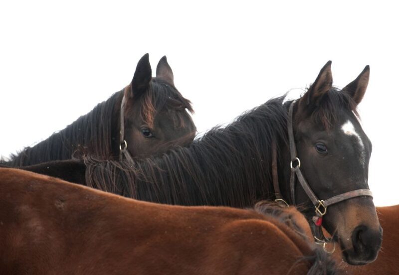 Lexington: Thoroughbred Horse Farm Tour and Scenic Bluegrass - Who Will Love This Tour?
