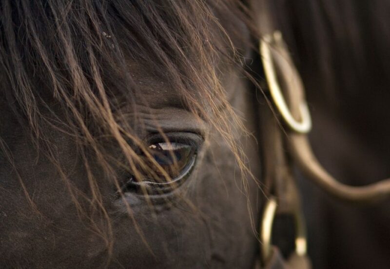 Lexington: Thoroughbred Horse Farm Tour and Scenic Bluegrass - Final Word
