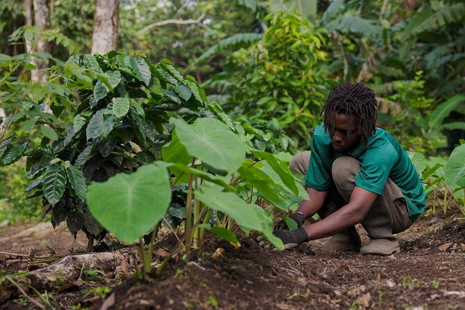 liamuiga-natural-farm-tour