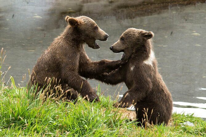 Libearty Bear Sanctuary and Dracula's Castle - Day Tour from Bucharest - An In-Depth Look at the Experience