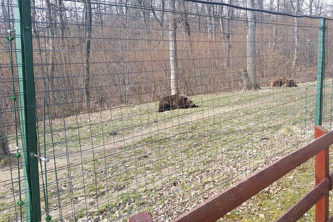 libearty-bear-sanctuary-zarnesti-small-group-trip-from-brasov