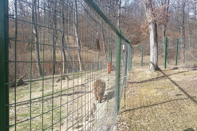 libearty-bear-sanctuary-zarnesti-small-group-trip-from-brasov