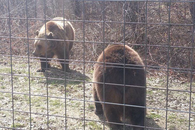 libearty-bear-sanctuary-zarnesti-small-group-trip-from-brasov