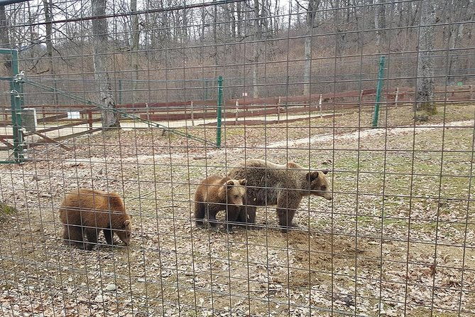 libearty-bear-sanctuary-zarnesti-small-group-trip-from-brasov