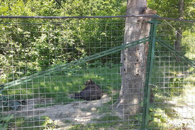 libearty-bear-sanctuary-zarnesti-small-group-trip-from-brasov