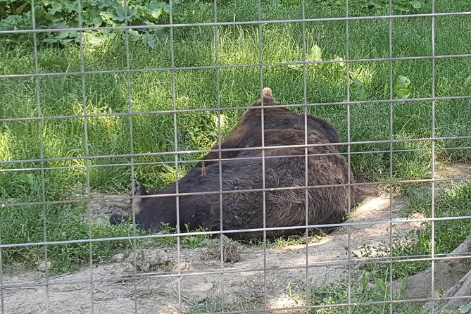 libearty-bear-sanctuary-zarnesti-small-group-trip-from-brasov