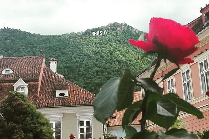 libearty-the-brown-bear-sanctuary-from-zarnesti