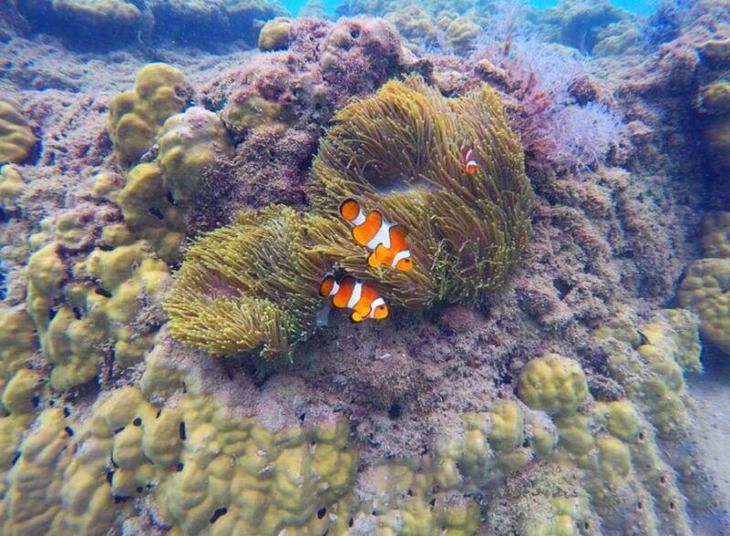 libong-ko-lao-liang-and-takieng-by-private-long-tail-boat