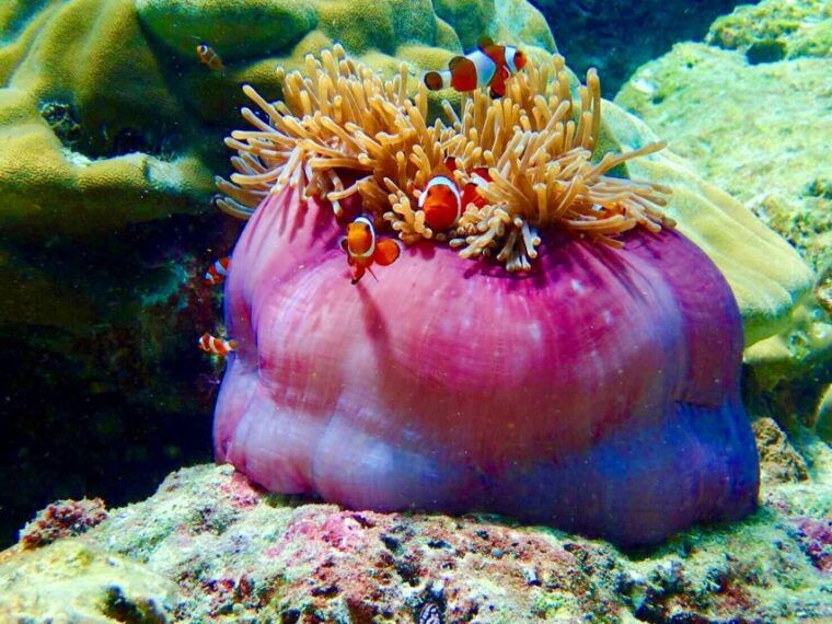 libong-ko-lao-liang-and-takieng-by-private-long-tail-boat