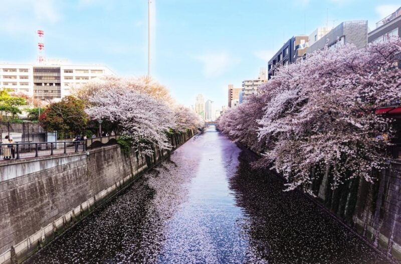 licensed-guide-tokyo-meguro-cherry-blossom-walking-tour
