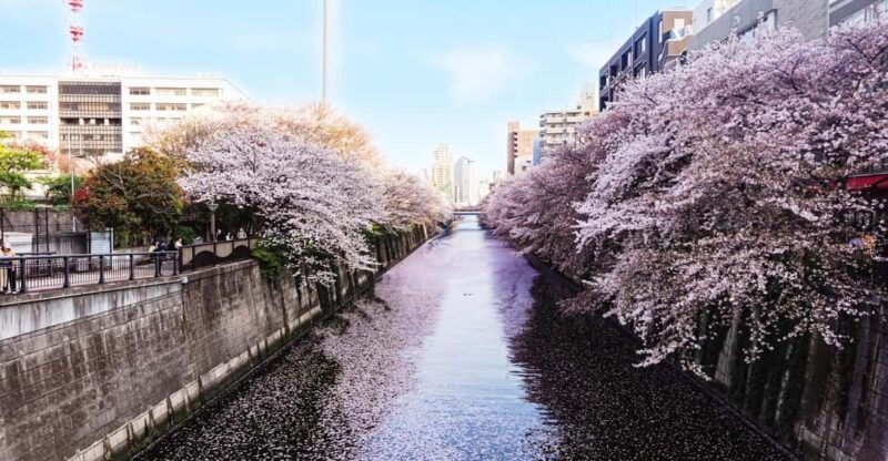 licensed-guide-tokyo-meguro-cherry-blossom-walking-tour