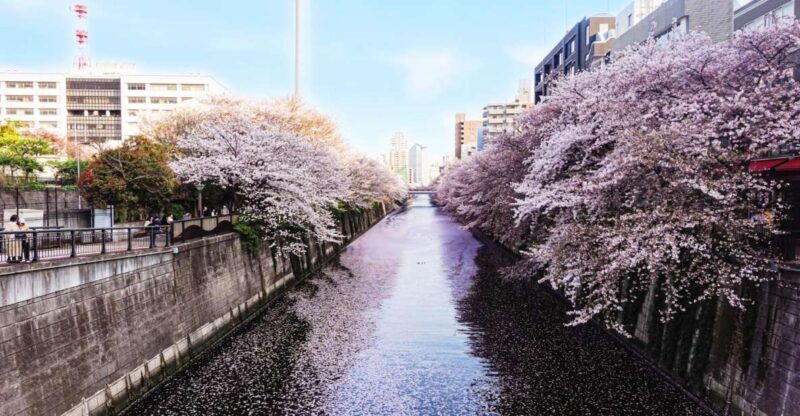 licensed-guide-tokyo-meguro-cherry-blossom-walking-tour