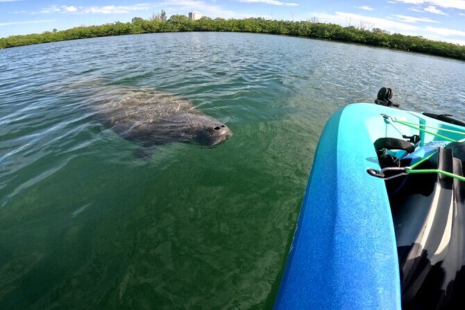 Lido Key Pedal Kayak Tour in Sarasota - The Sum Up