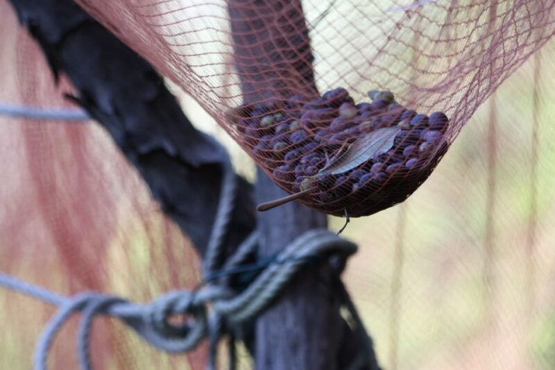 lievantu-wine-experience-tour-tasting-in-levanto-valley