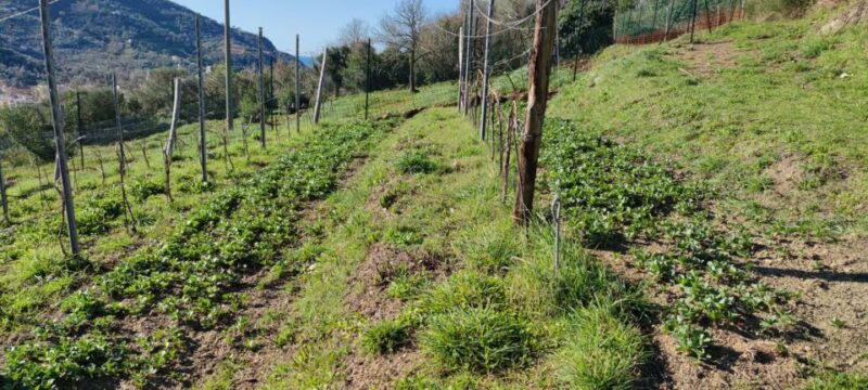 lievantu-wine-experience-tour-tasting-in-levanto-valley
