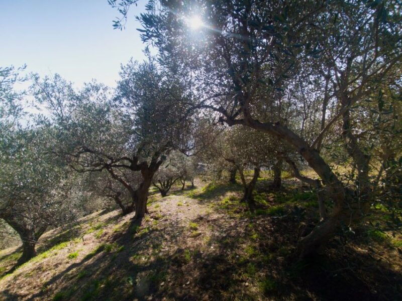 lievantu-wine-experience-tour-tasting-in-levanto-valley