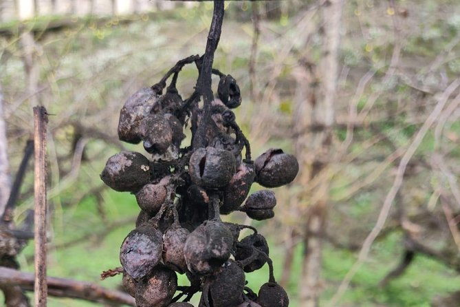 lifestyle-of-the-ancient-rich-domus-villa-in-pompeii-oplontis-and-boscoreale