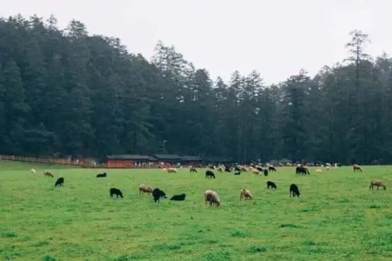 Lijiang: Jade Dragon Snow Mountain + Impression Lijiang - An In-Depth Look at the Tour Experience