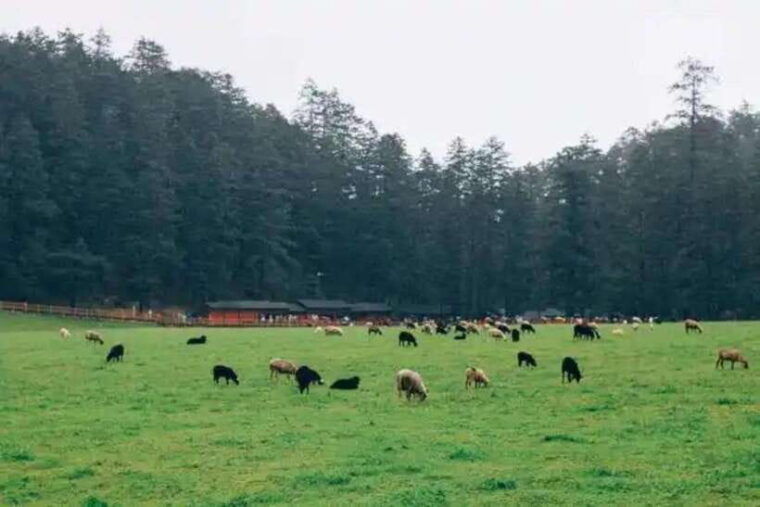 lijiang-jade-dragon-snow-mountain-with-scenic-train-tour