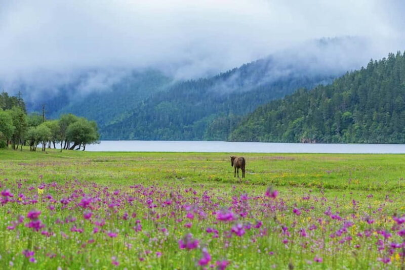 Lijiang: Pudacuo National Park and White Water Terrace Tour - Authentic Insights from Past Travelers