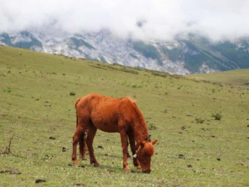 Lijiang: Yulong Snow Mountain & Impression Lijiang Show - A Closer Look at Jade Dragon Snow Mountain