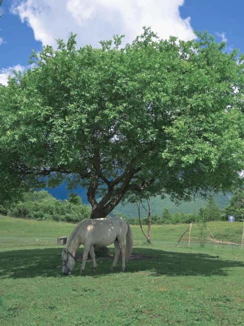 LijiangYulong Snow Mountain Yakniuping Cableway Day Tour - The Itinerary in Detail