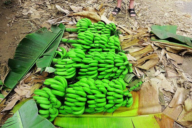 Like Locals: Banana Plantation, and Cuscuz with locals - Who Is This Tour Best For?
