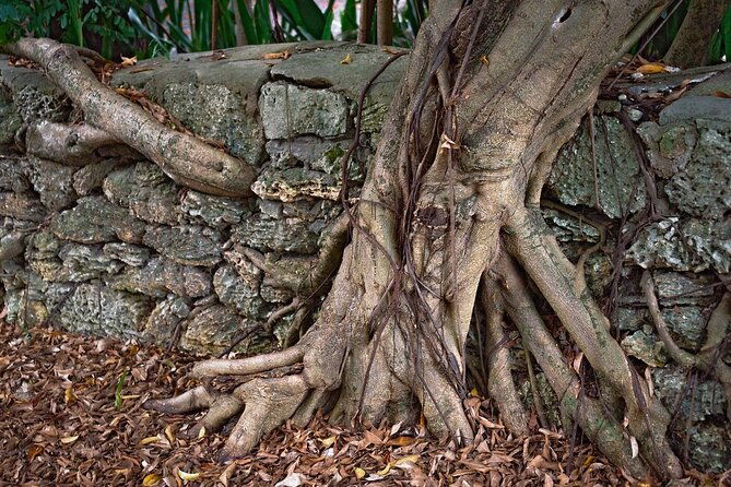 lil-bahamas-coconut-grove-tour